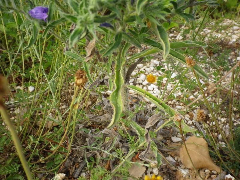 Blu elettrico - cfr. Echium plantagineum